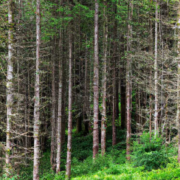 Значимость сохранения лесов для борьбы с изменением климата