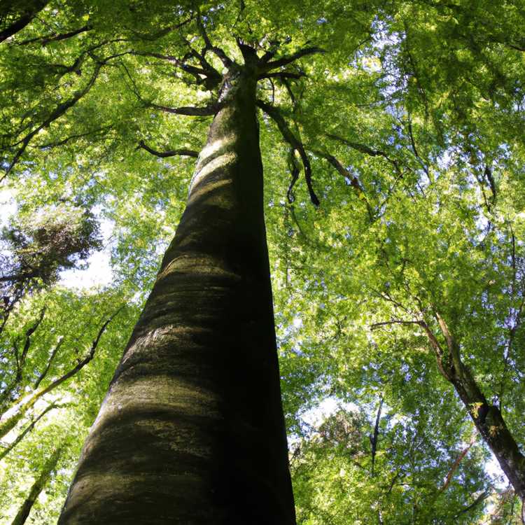 Роль лесов в удержании углерода