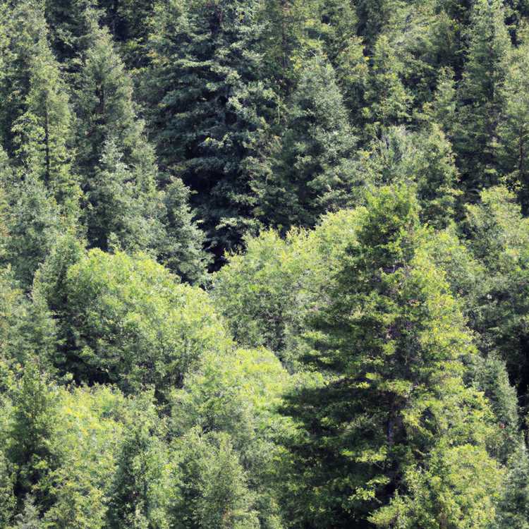 Влияние лесов на регуляцию климата