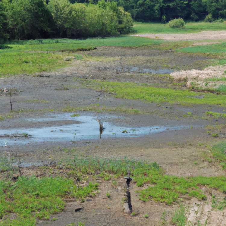 Разрушение водно-болотных угодий: проблемы и последствия