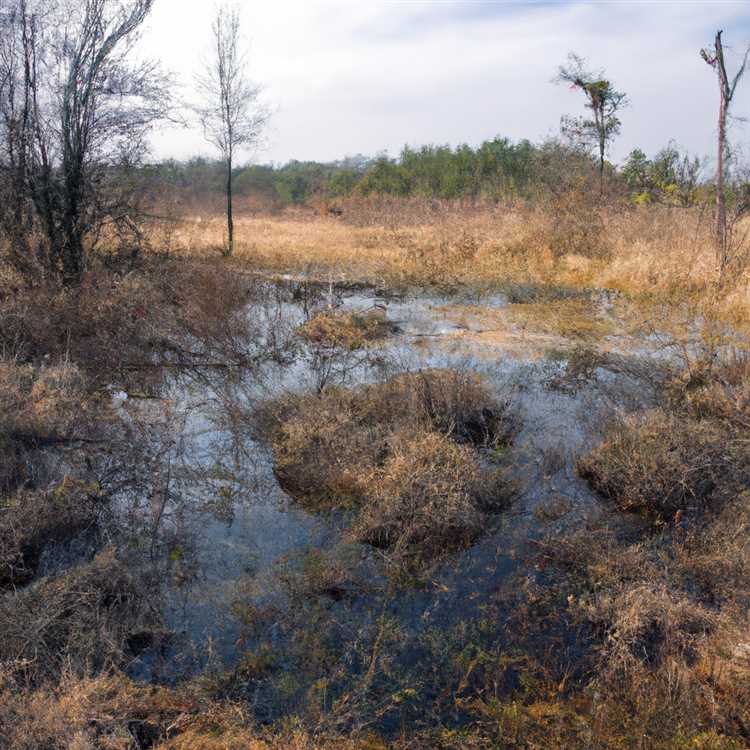 Роль водно-болотных угодий в гидрологическом цикле