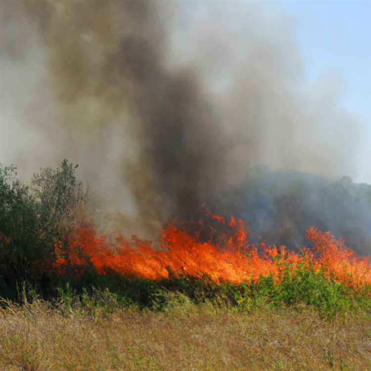 Неприродные пожары в дикой природе