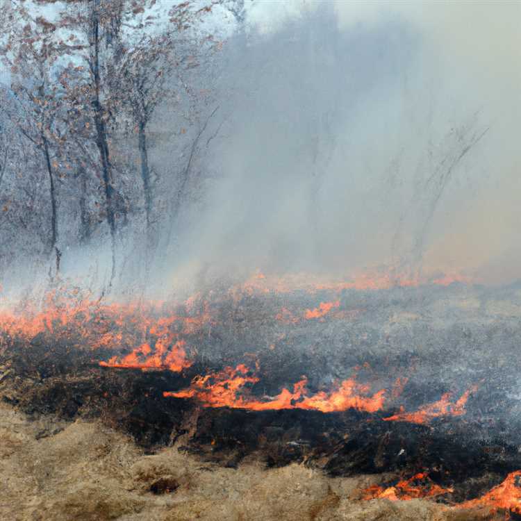 Влияние неприродных пожаров на растительный мир