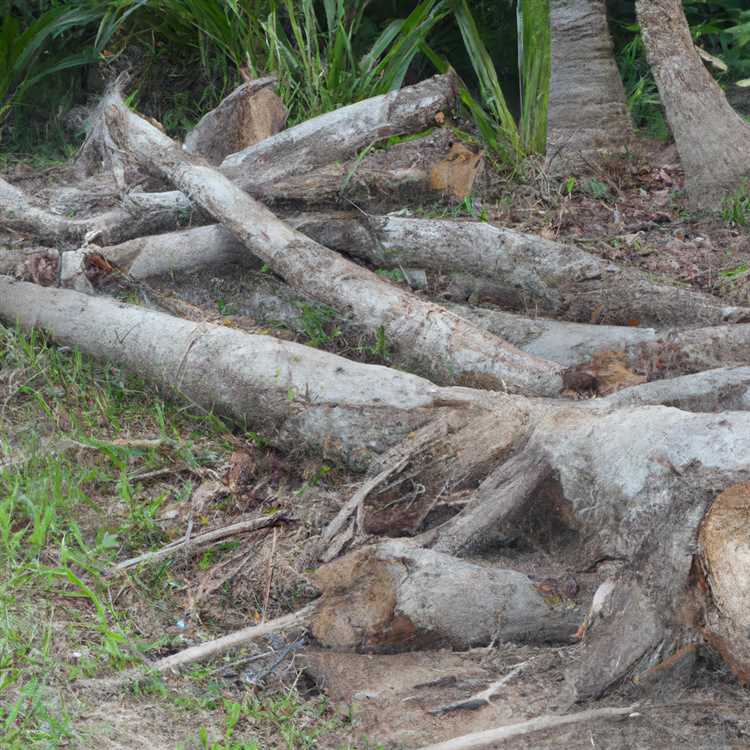 Последствия вырубки лесов для животных